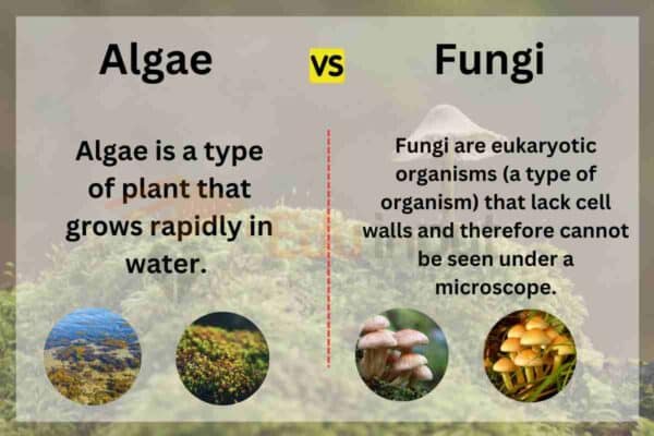 Difference Between Algae And Fungi