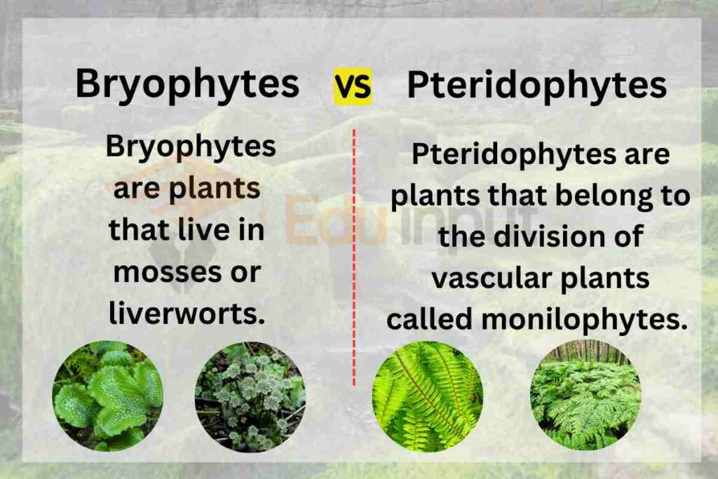 Difference between bryophytes and pteridophytes image