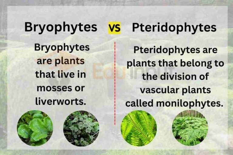 Difference Between Bryophytes And Pteridophytes