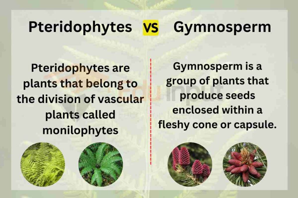 image showing Difference Between Pteridophytes And Gymnosperms