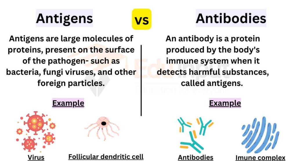 image showing Differences Between Antigens And Antibodies