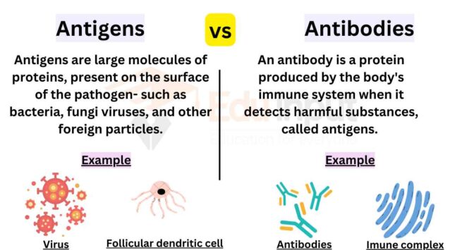 Differences Between Antigens And Antibodies 8970