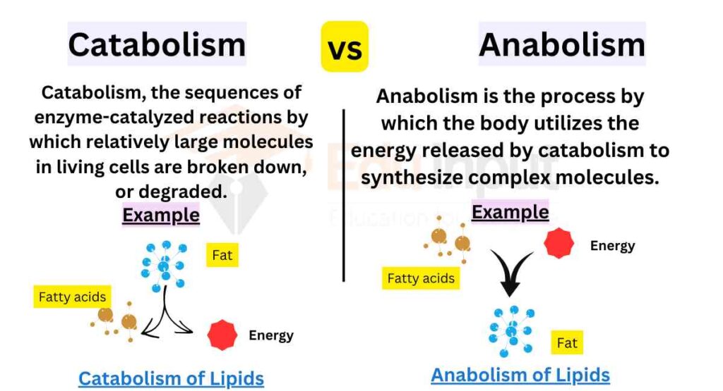 image showing Differences Between Catabolism And Anabolism 