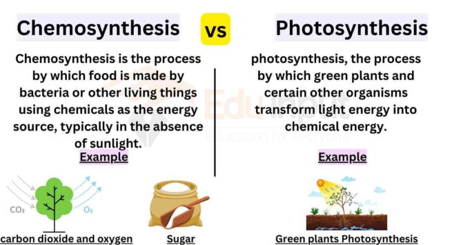 Differences Between Chemosynthesis And Photosynthesis