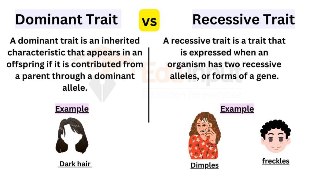 image showing Differences Between Dominant And Recessive Traits