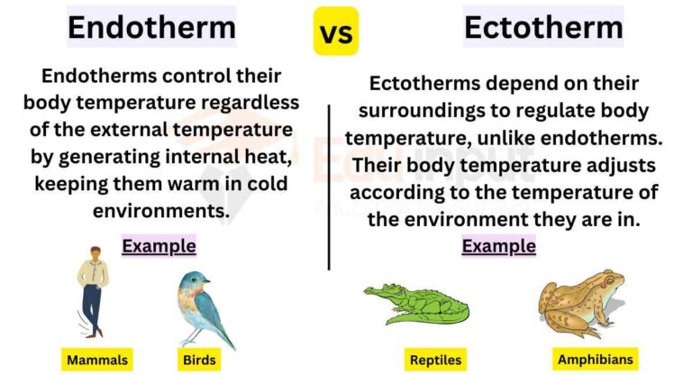 Differences Between Endotherm And Ectotherm