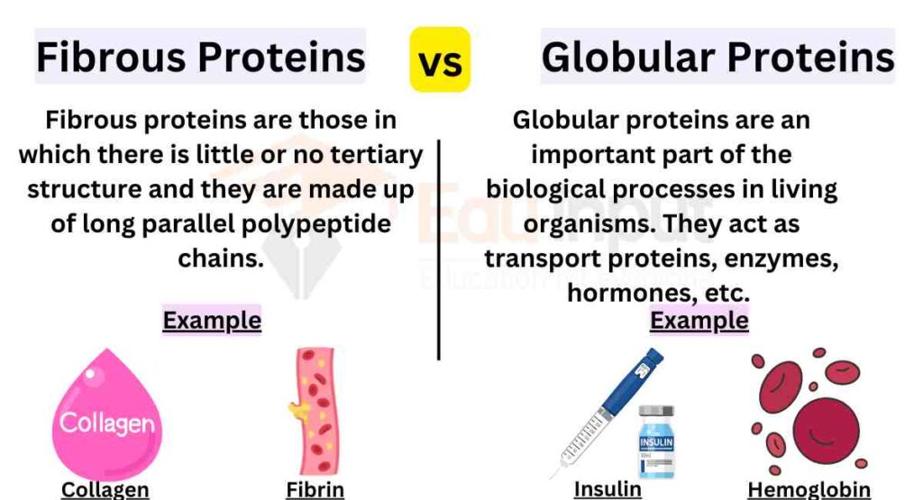 image showing Differences Between Fibrous Proteins And Globular Proteins