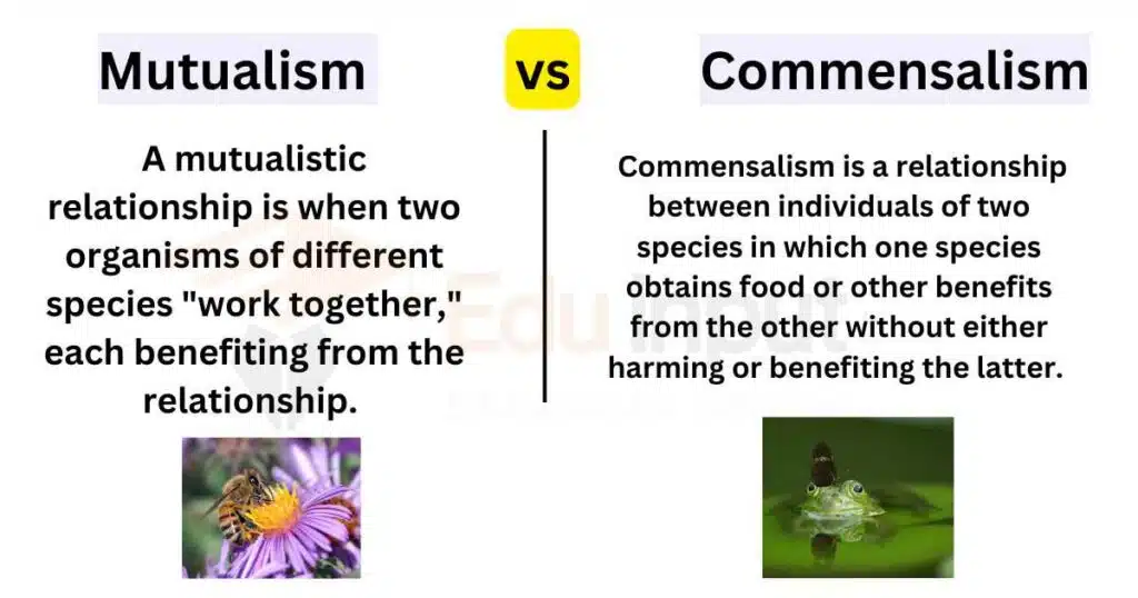 image showing Differences Between Mutualism And Commensalism