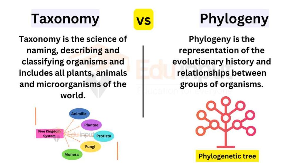 image showing Differences Between Taxonomy And Phylogeny 