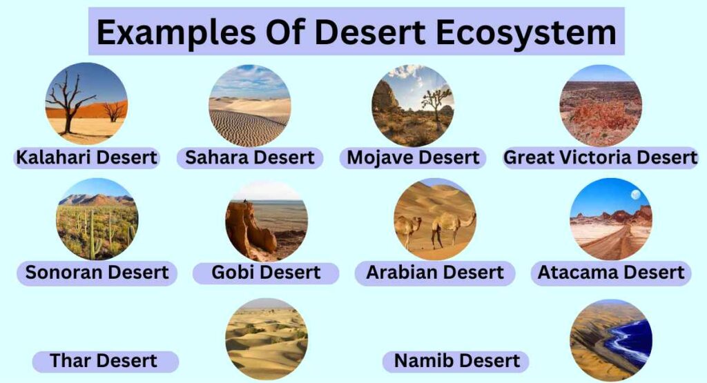 image showing different desert ecosystem examples