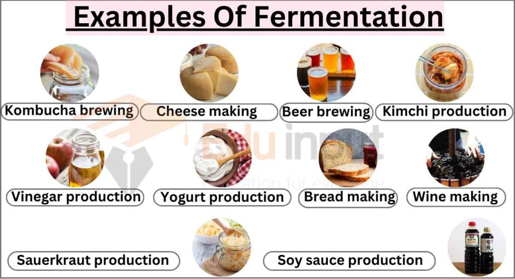 image showing Examples Of Fermentation