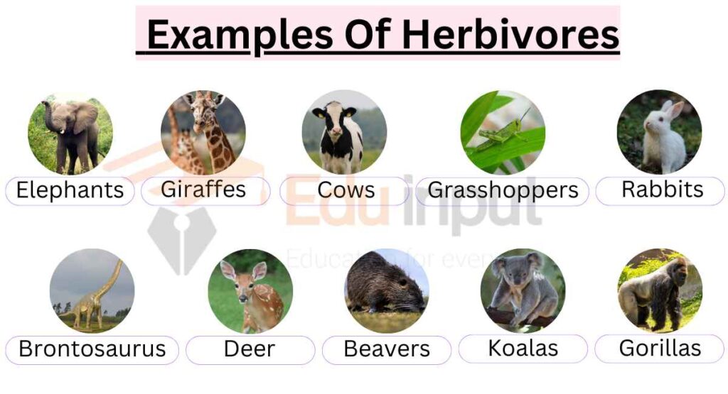 images showing Examples Of Herbivores
