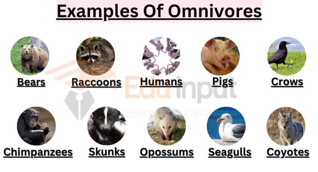 image showing Examples Of Omnivores
