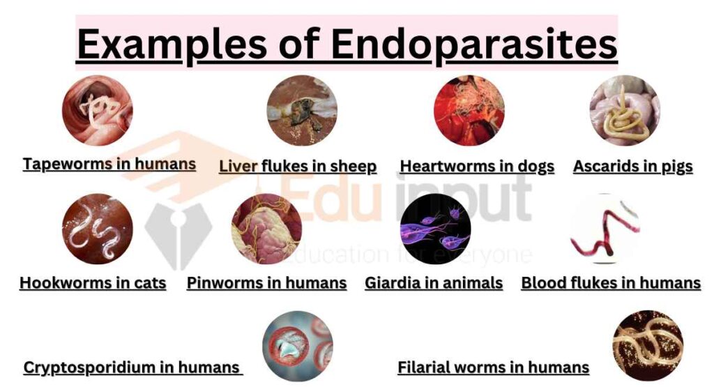 Image showing Examples of Endoparasites