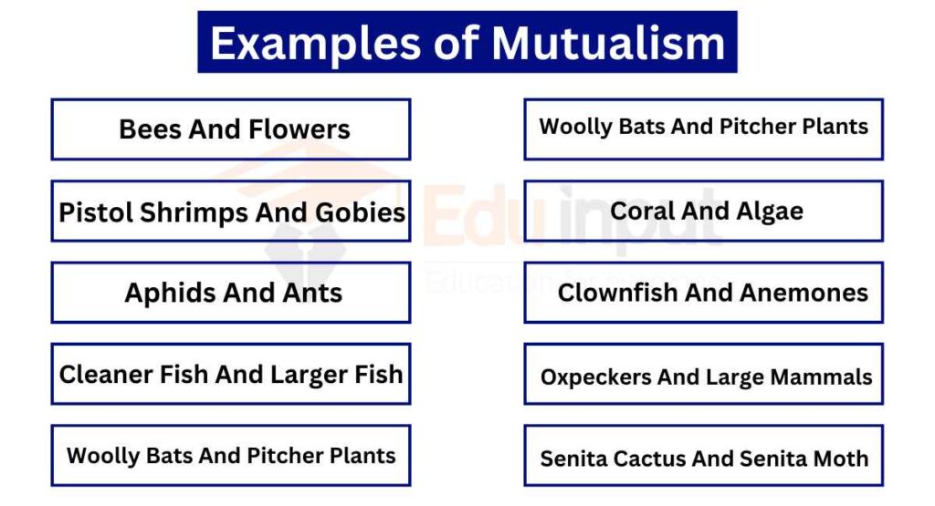 image showing examples of  mutualism