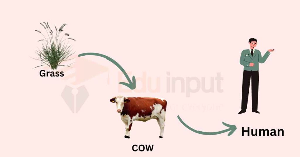 image showing example of food chain of Grass → Cow → Human