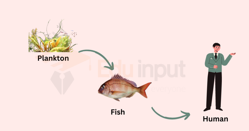 image showing example of food chain of Plankton → Fish → Human
