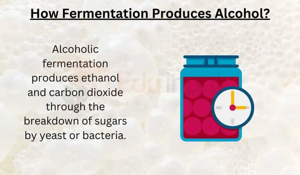 image showing How Fermentation Produces Alcohol 