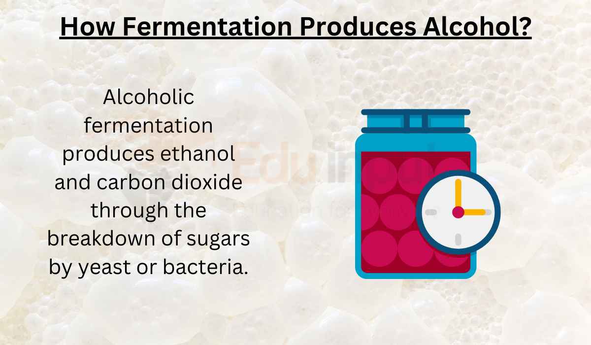 How Fermentation Produces Alcohol?