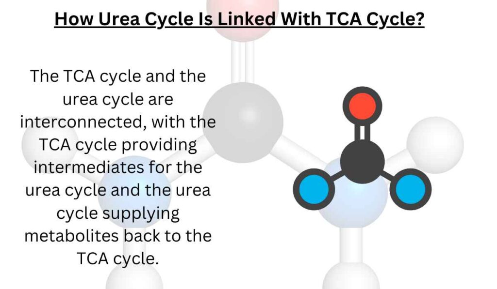 image showing How Urea Cycle Is Linked With TCA Cycle 