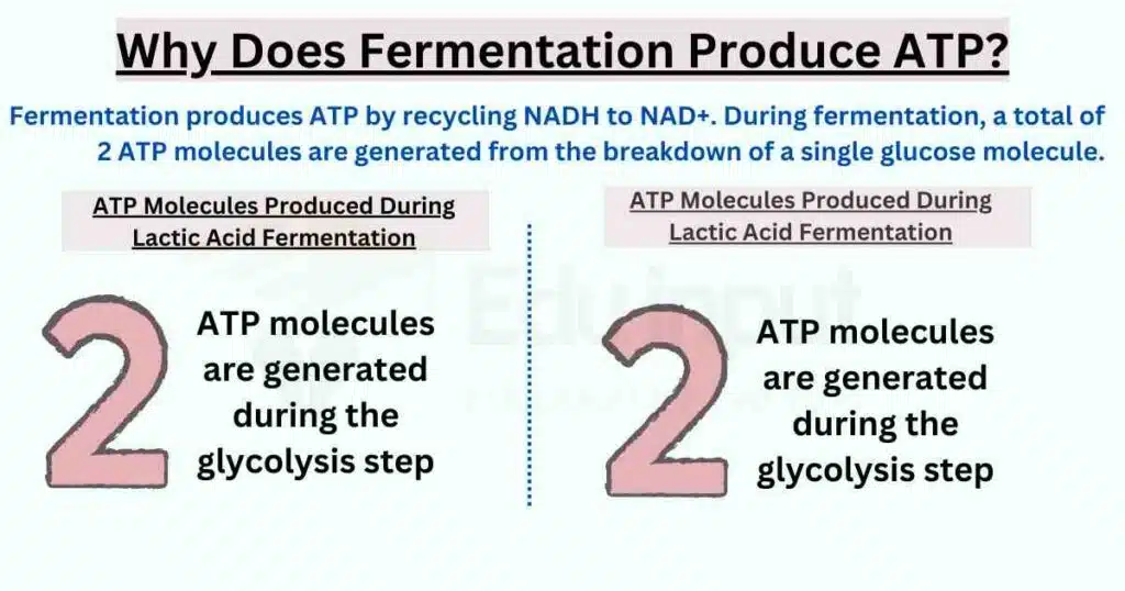 image showing Why Does Fermentation Produce ATP?