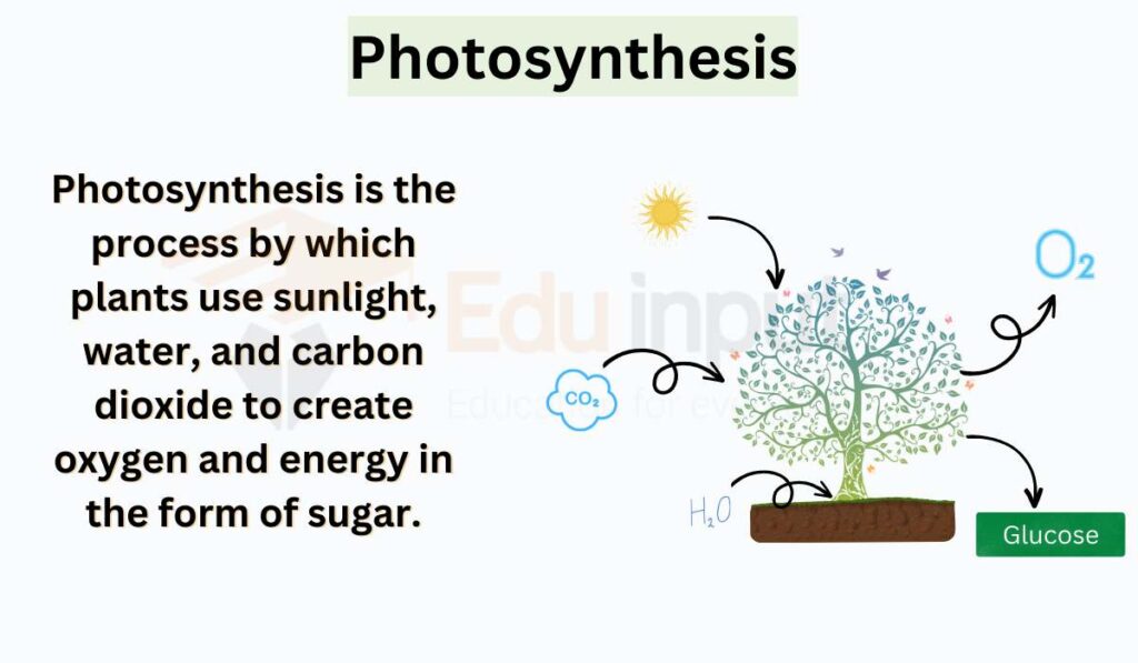 image showing what is photosynthesis