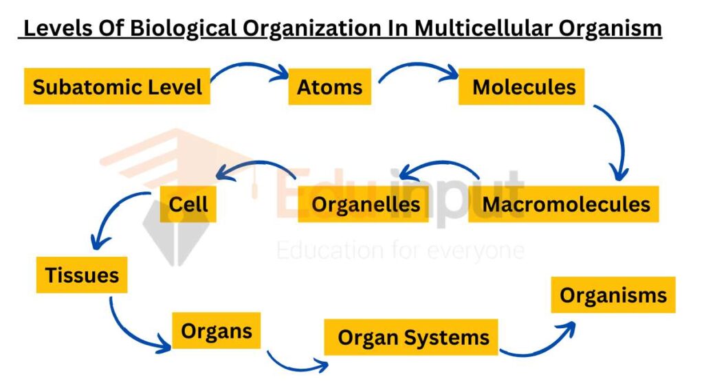 image showing Levels Of Biological Organization In Multicellular Organism