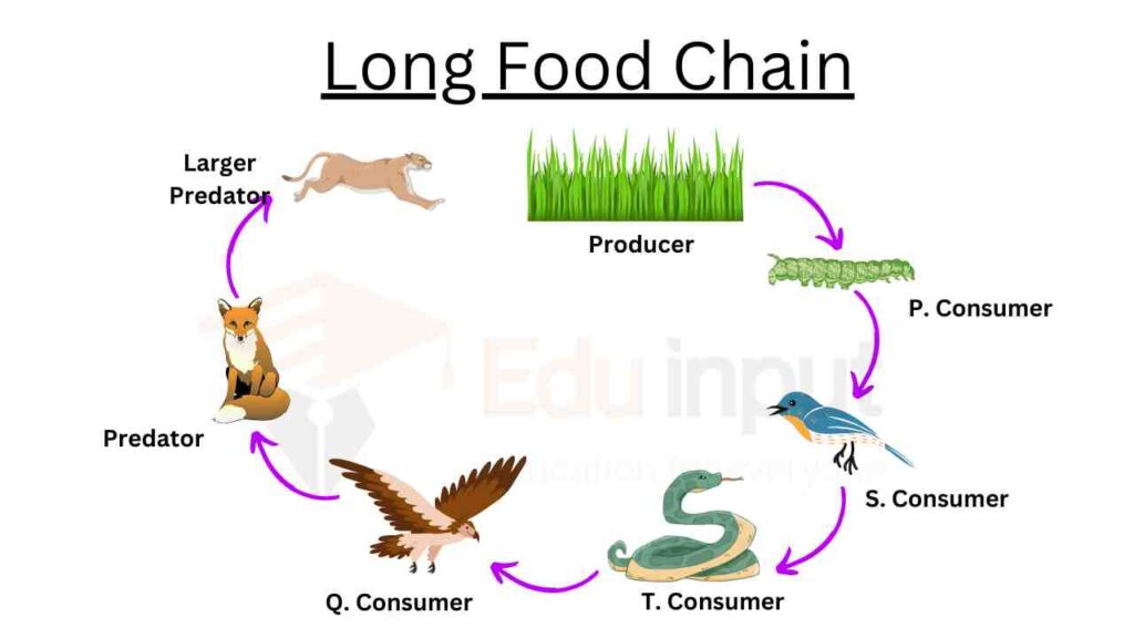 image showing example of long food chain