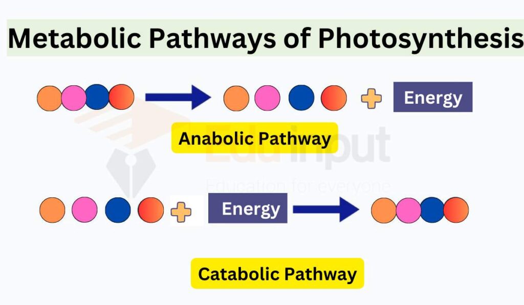 Image showing metabolic pathways of photosynthesis