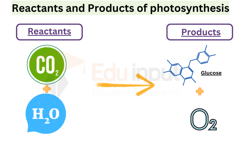 image showing reactants and products of photosynthesis
