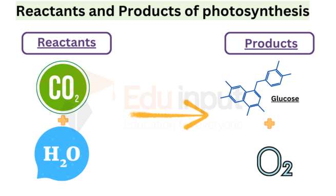 Photosynthesis Process Factors Formula Adaptations