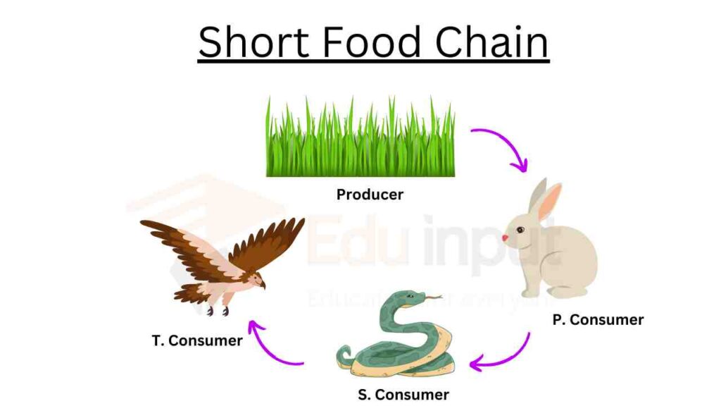 image showing Short Food Chain example