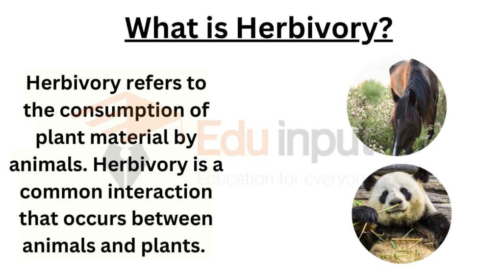 image showing what is herbivory?