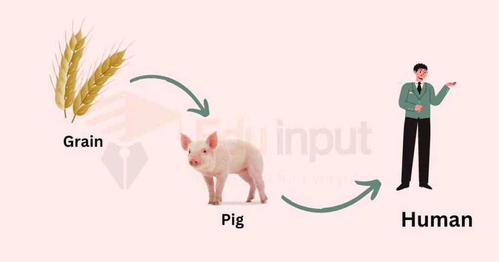 image showing example of food chain of Grain → Pig → Human