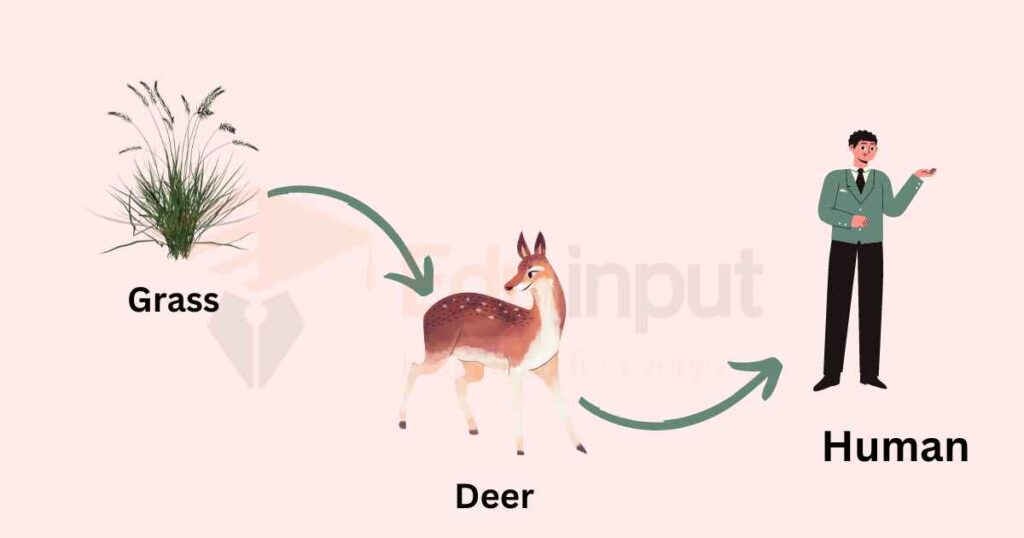 image showing example of food chain of Grass → Deer → Human