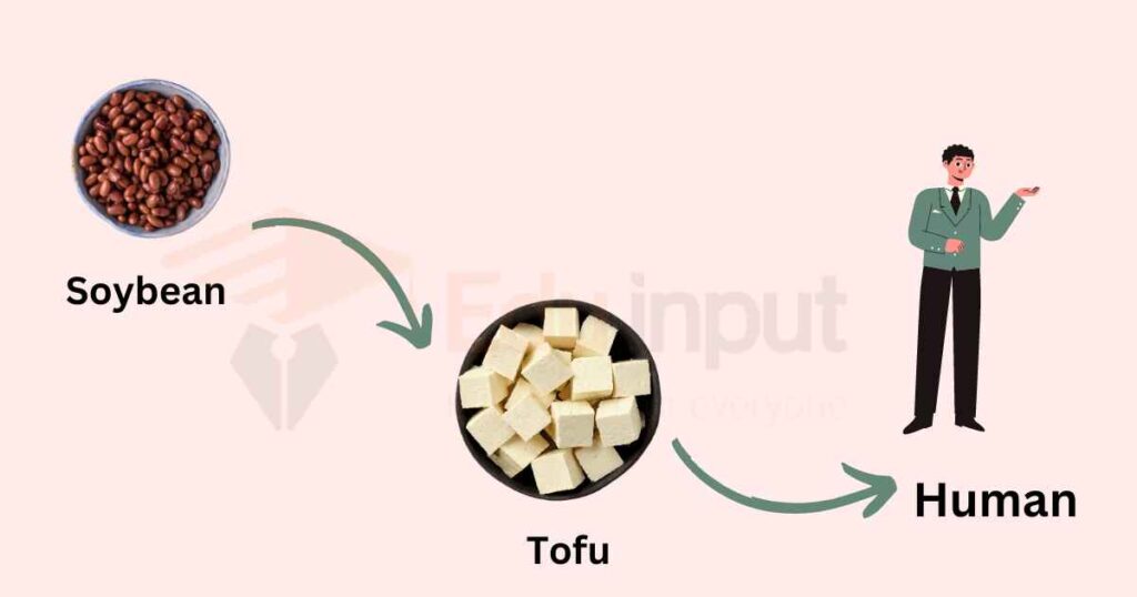 image showing example of food chain of Soybean → Tofu → Human
