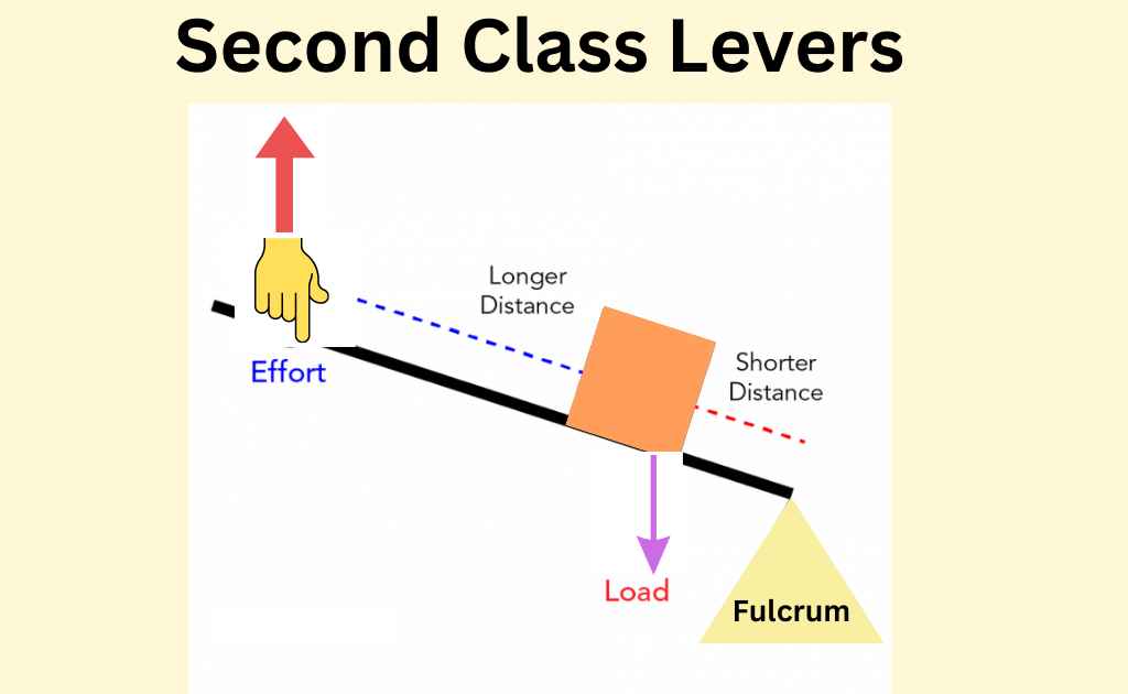 image showing the second class lever simple machine