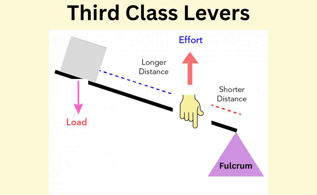 image showing the third class lever simple machine