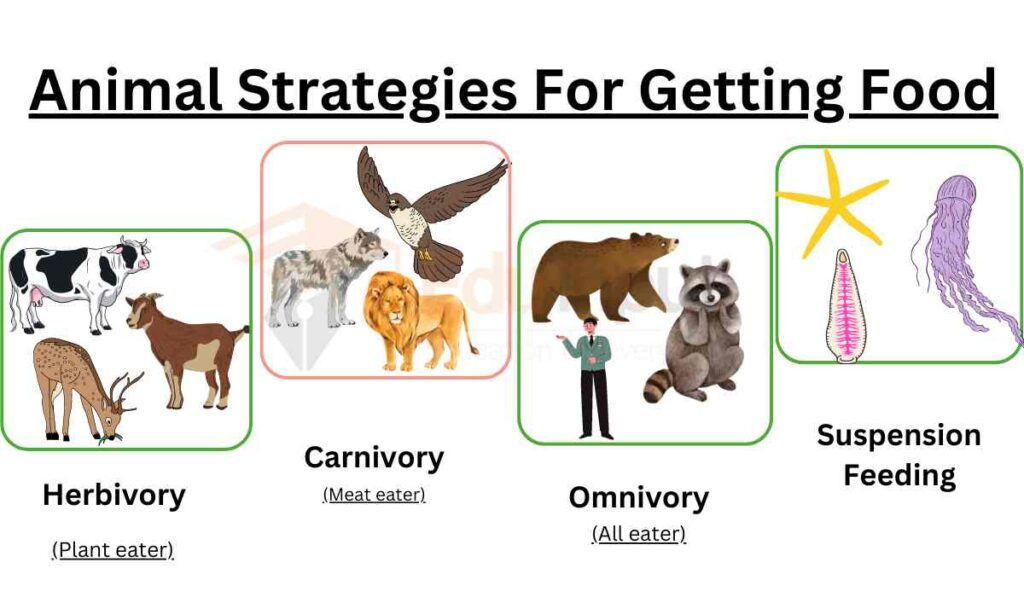 image showing Animal Strategies For Getting And Using Food