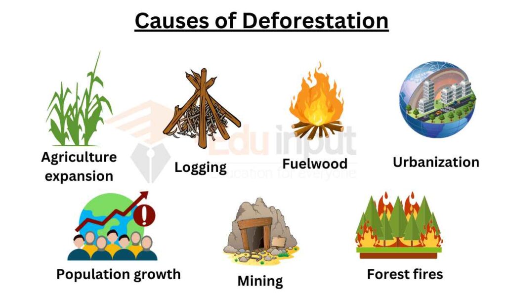 image showing Causes of Deforestation