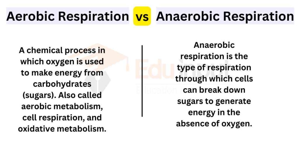 image showing Difference Between Aerobic and Anaerobic Respiration