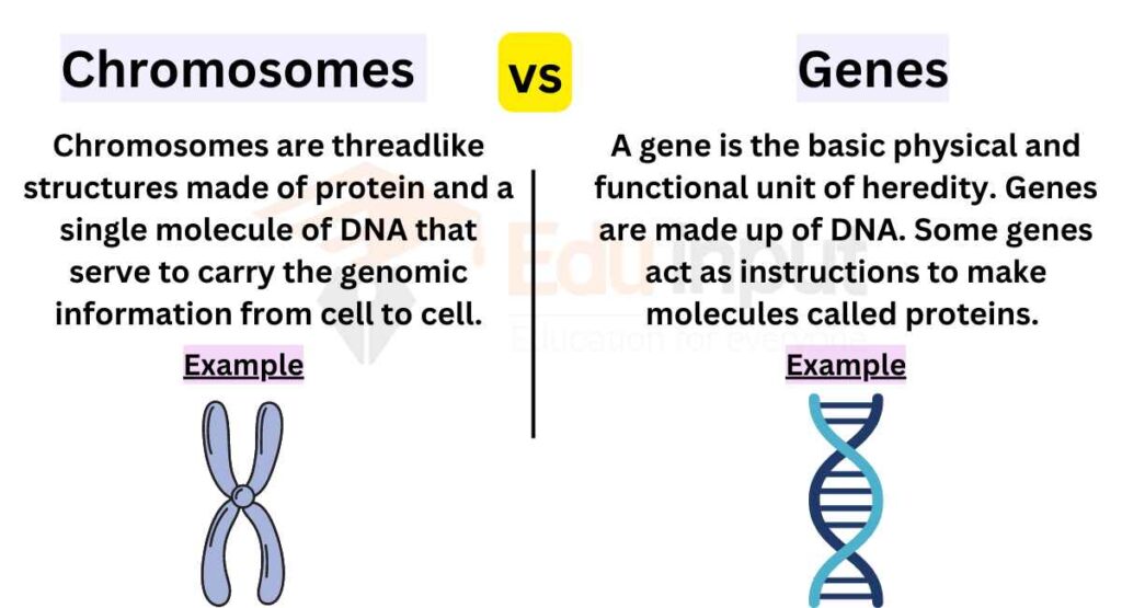 image showing Difference Between Chromosomes and Genes