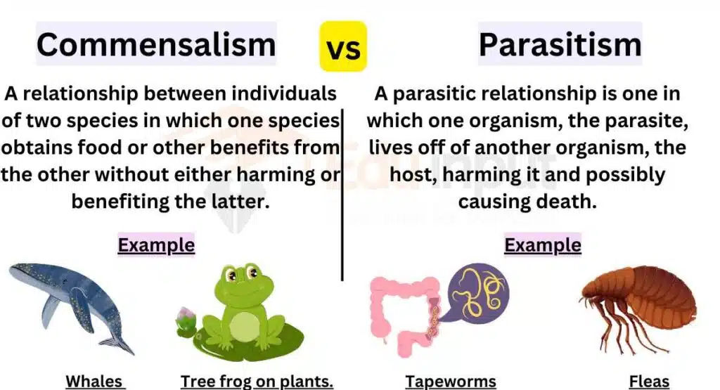 image showing Difference Between Commensalism and Parasitism