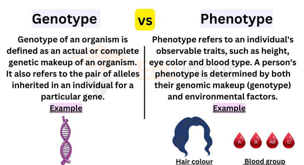 image showing Difference Between Genotype and Phenotype