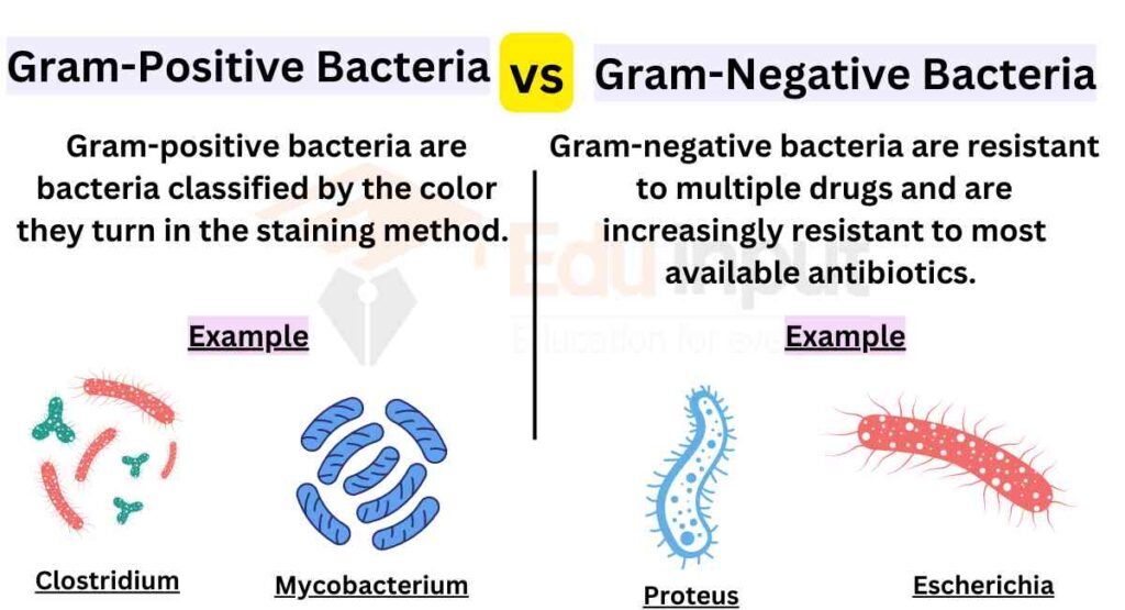 image showing Difference Between Gram Positive and Gram Negative Bacteria