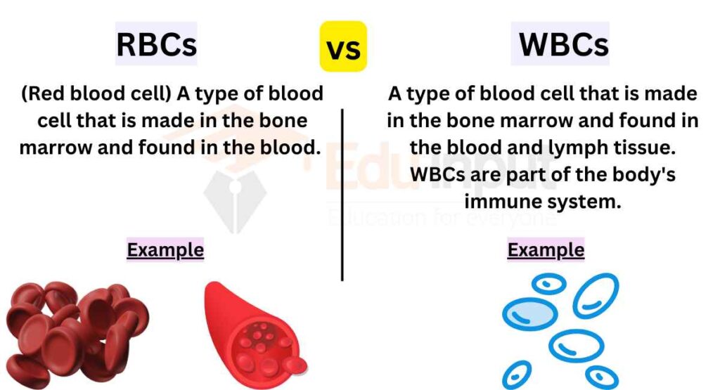 image showing Difference Between RBCs and WBCs