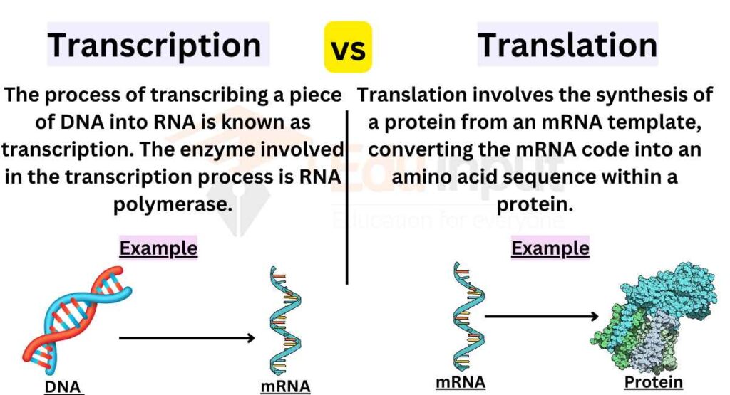 image showing Difference Between Transcription And Translation