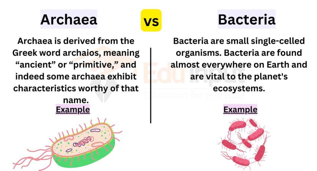 image showing Difference between Archaea and Bacteria