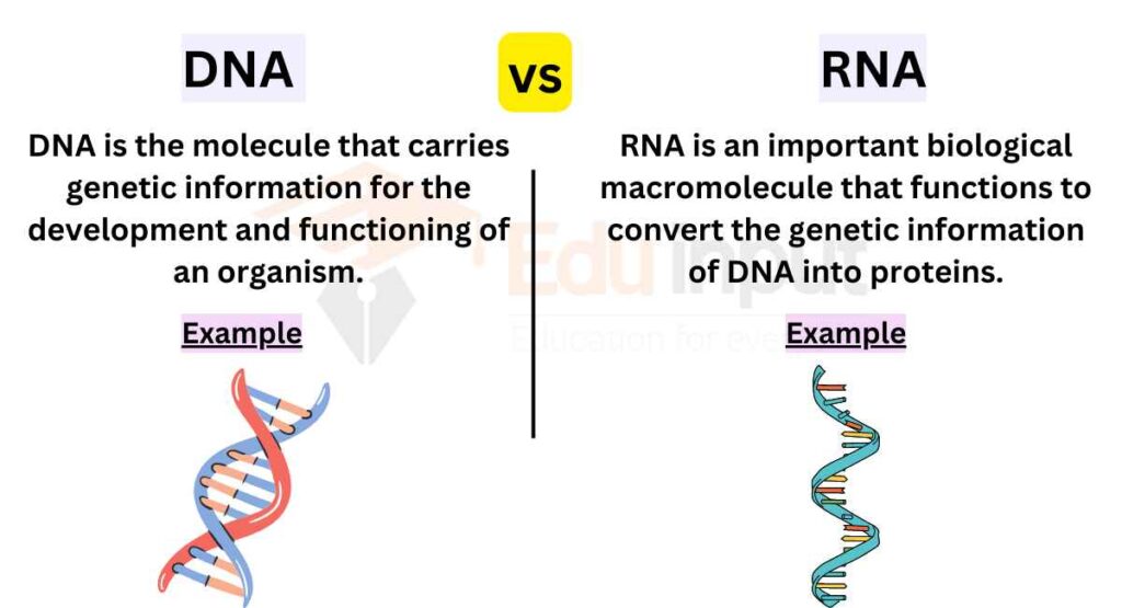 image showing Differences Between DNA And RNA