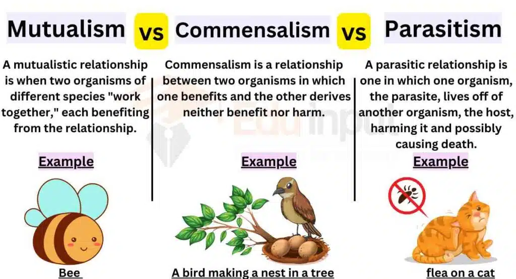 image showing Differences Between Mutualism And Commensalism And Parasitism